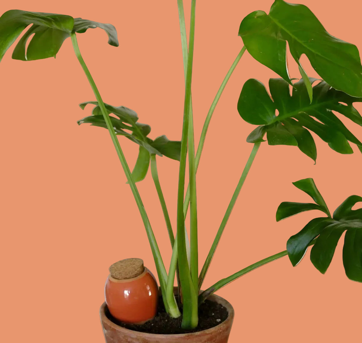 A potted Monstera plant with tall green stems and large split leaves, shown in a terracotta-colored pot against a plain white background. A small orange ceramic pot with a cork lid sits beside the main plant.